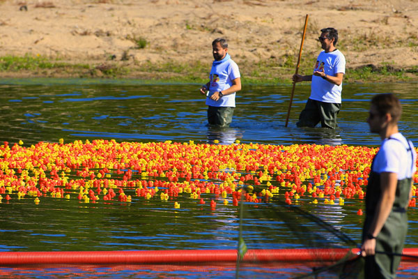 duck-race-festival-loire-2017-caisse-epargne